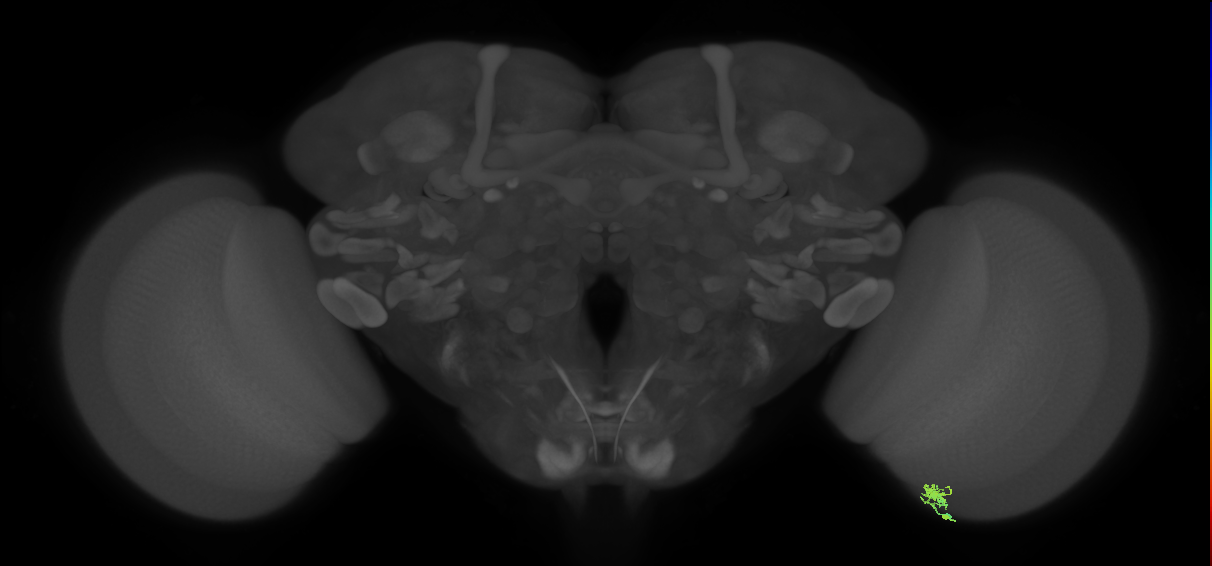 Dm2_R (JRC_OpticLobe:153194)