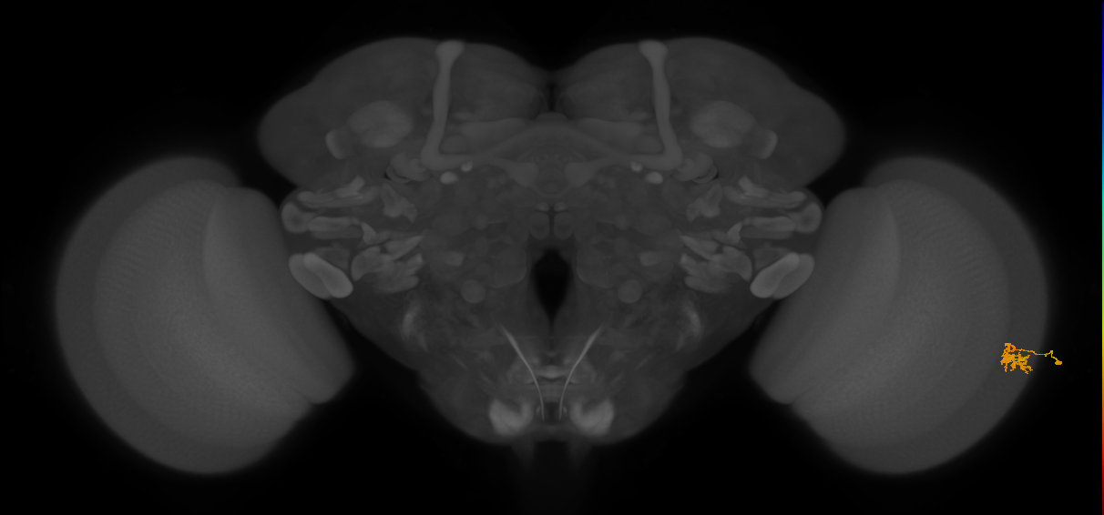 Dm2_R (JRC_OpticLobe:114500)
