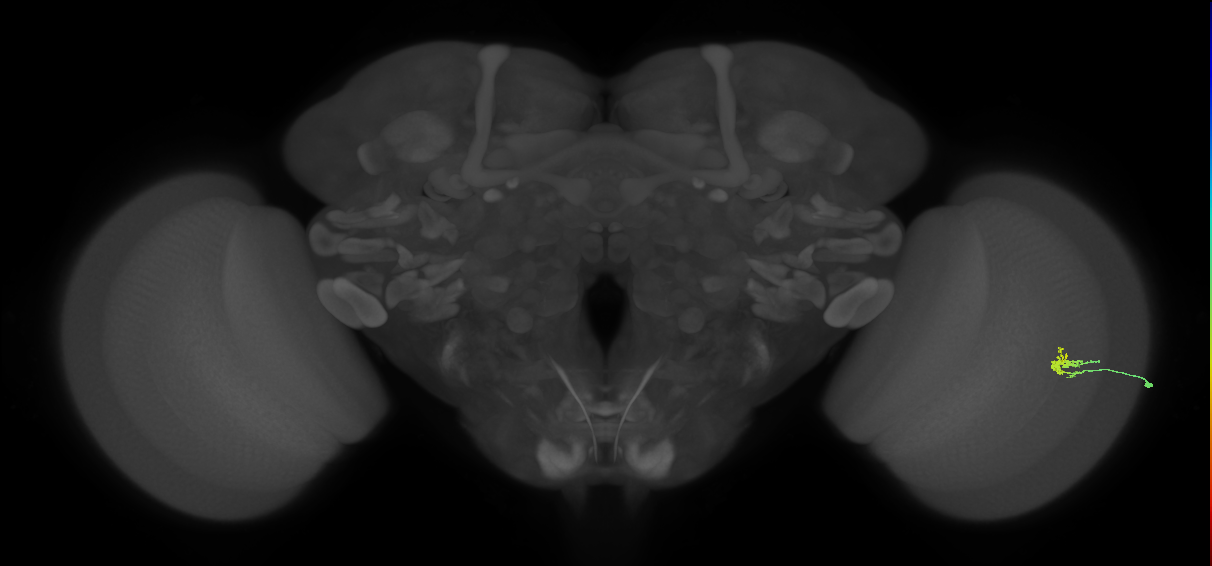 Dm2_R (JRC_OpticLobe:119757)