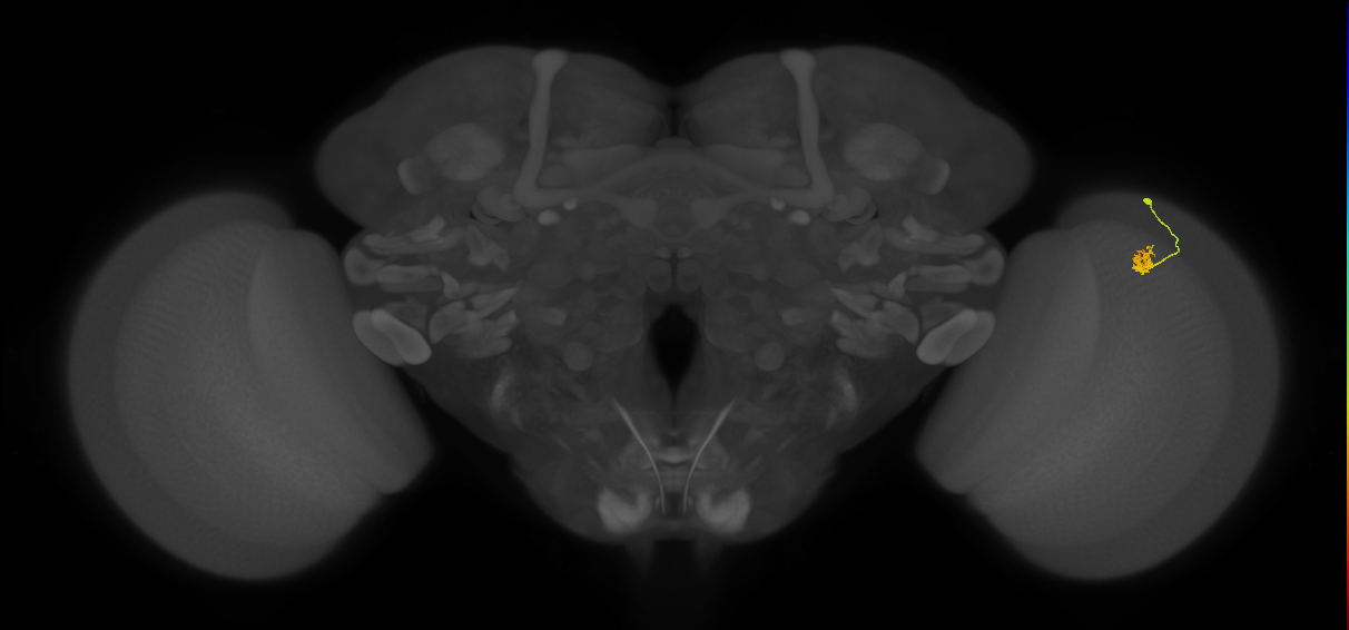 Dm2_R (JRC_OpticLobe:115936)