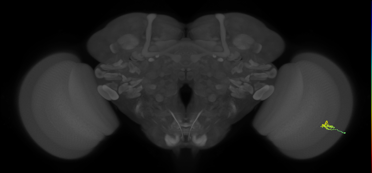 Dm2_R (JRC_OpticLobe:121980)