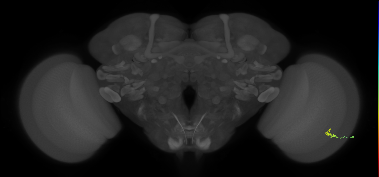 Dm2_R (JRC_OpticLobe:135027)