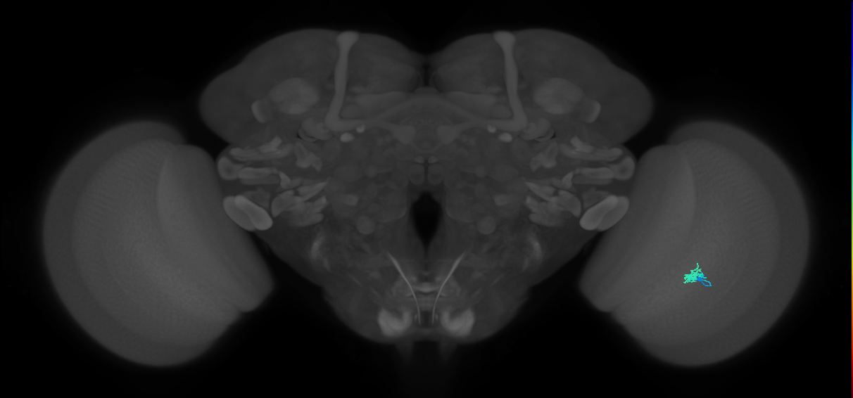Dm2_R (JRC_OpticLobe:149672)