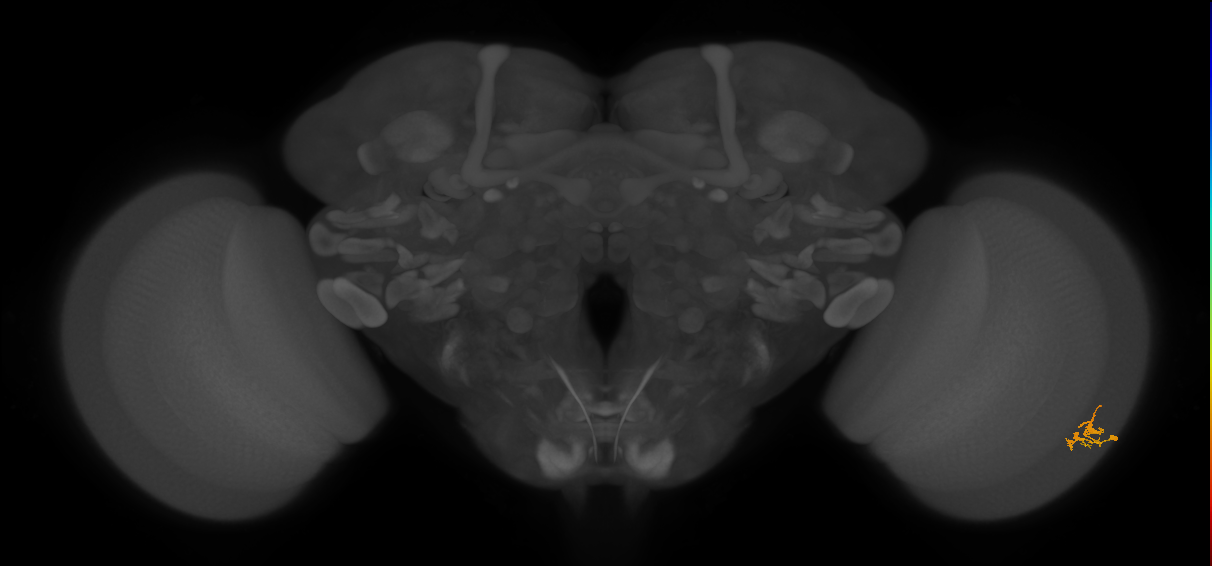 Dm2_R (JRC_OpticLobe:137850)
