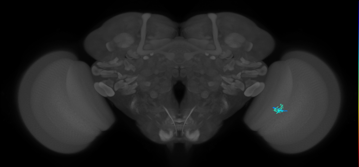 Dm2_R (JRC_OpticLobe:156706)
