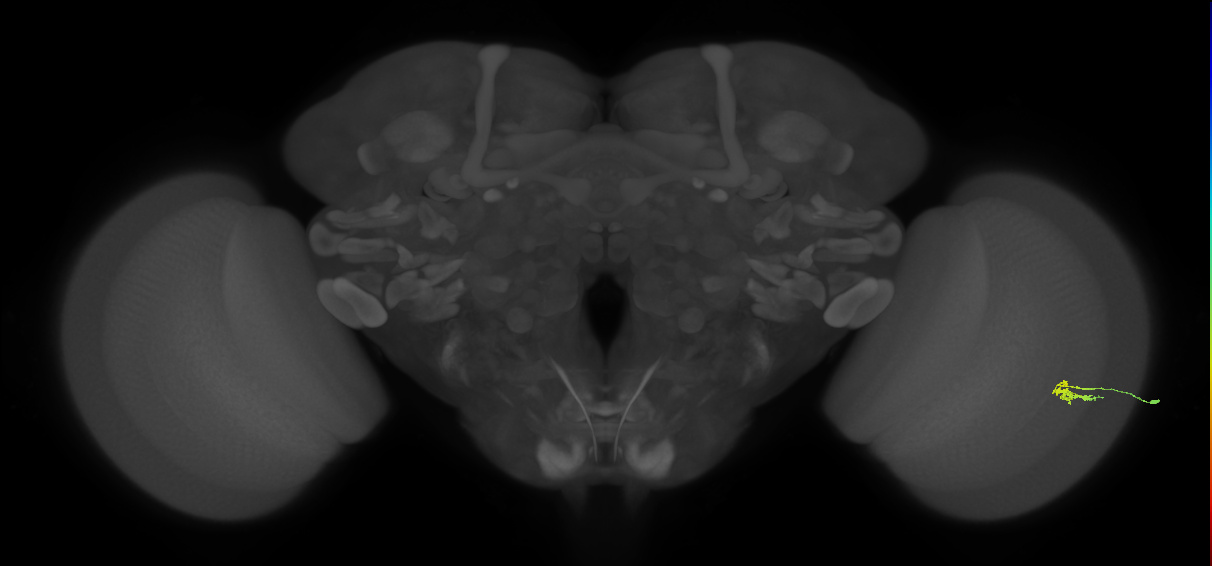 Dm2_R (JRC_OpticLobe:129217)