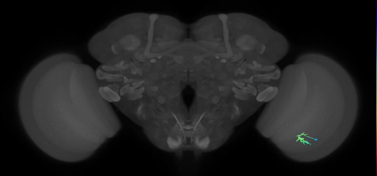 Dm2_R (JRC_OpticLobe:124199)