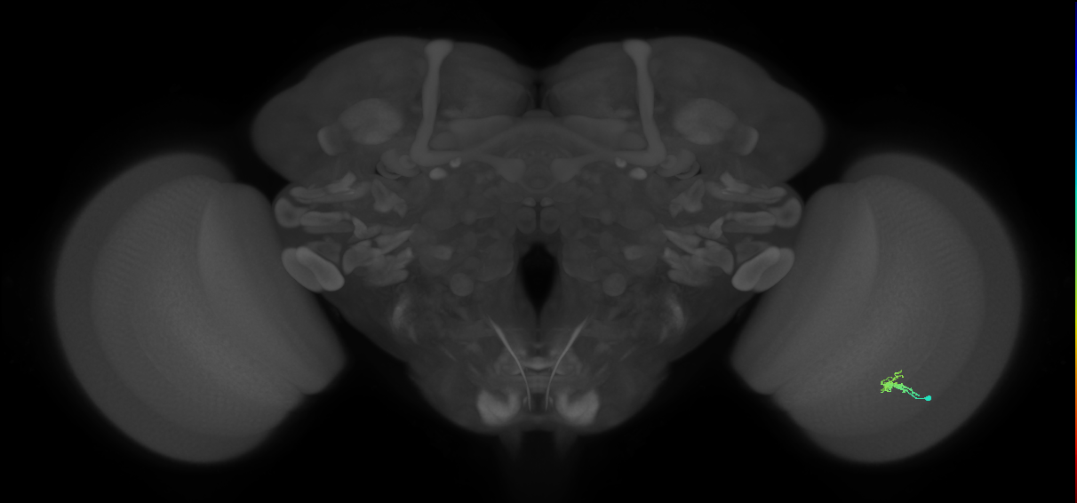 Dm2_R (JRC_OpticLobe:130505)