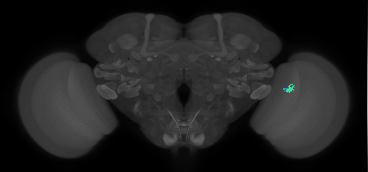 Dm2_R (JRC_OpticLobe:121572)