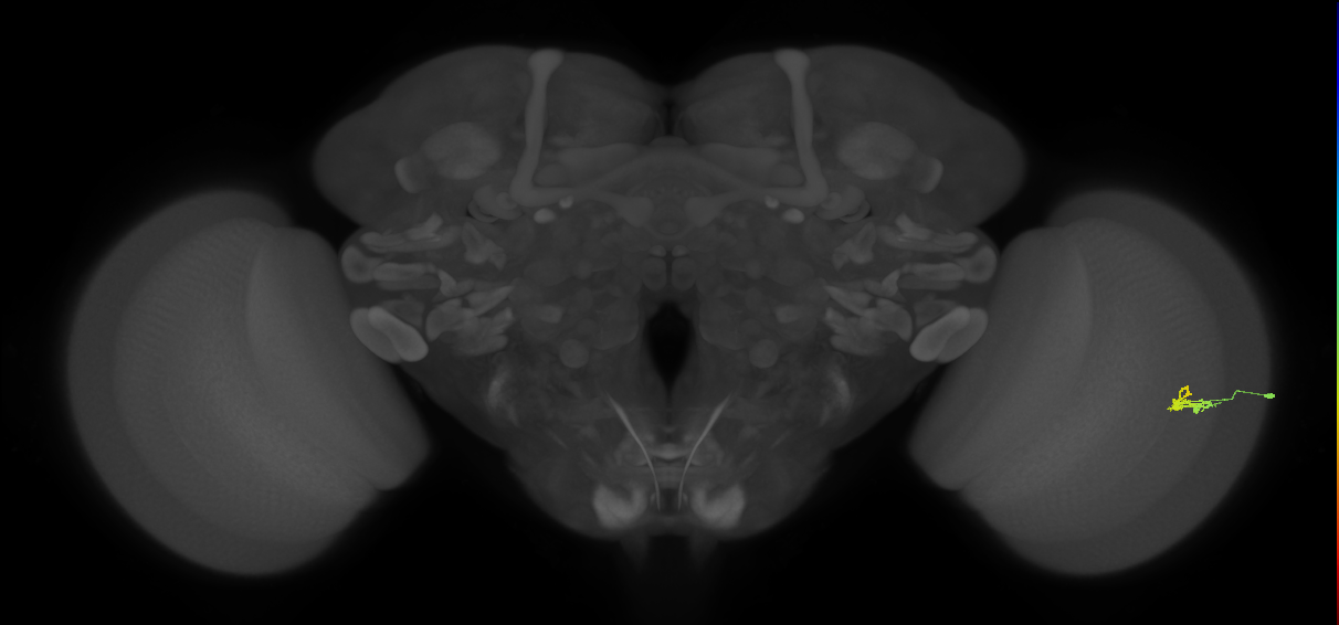 Dm2_R (JRC_OpticLobe:125848)