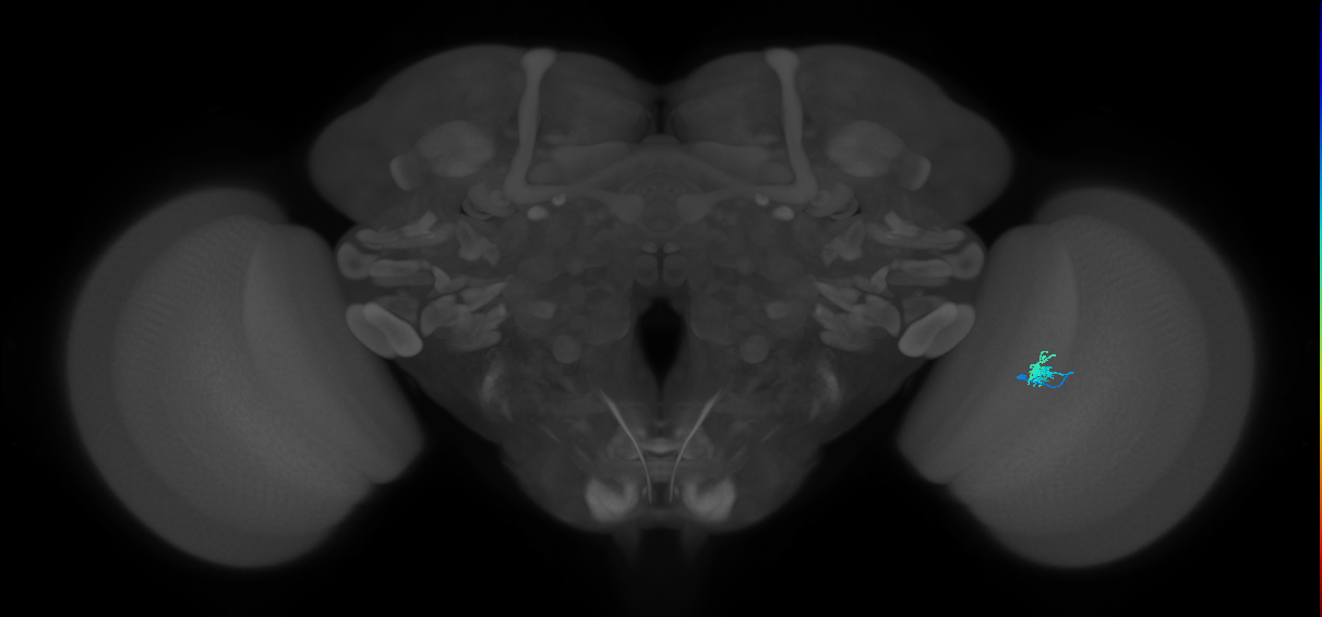 Dm2_R (JRC_OpticLobe:160381)