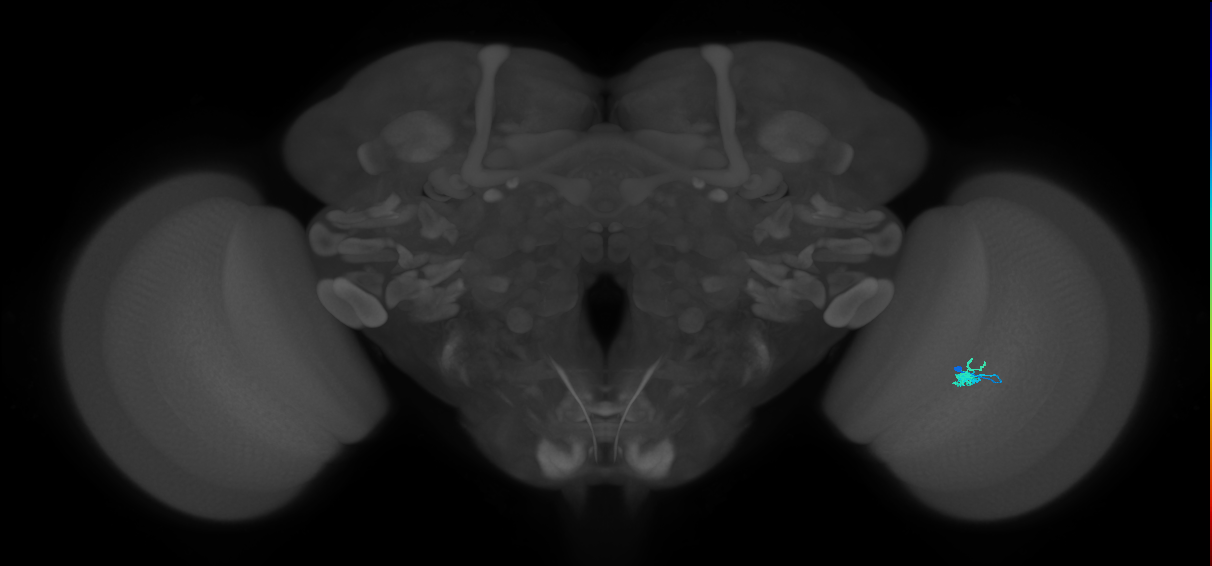 Dm2_R (JRC_OpticLobe:153538)