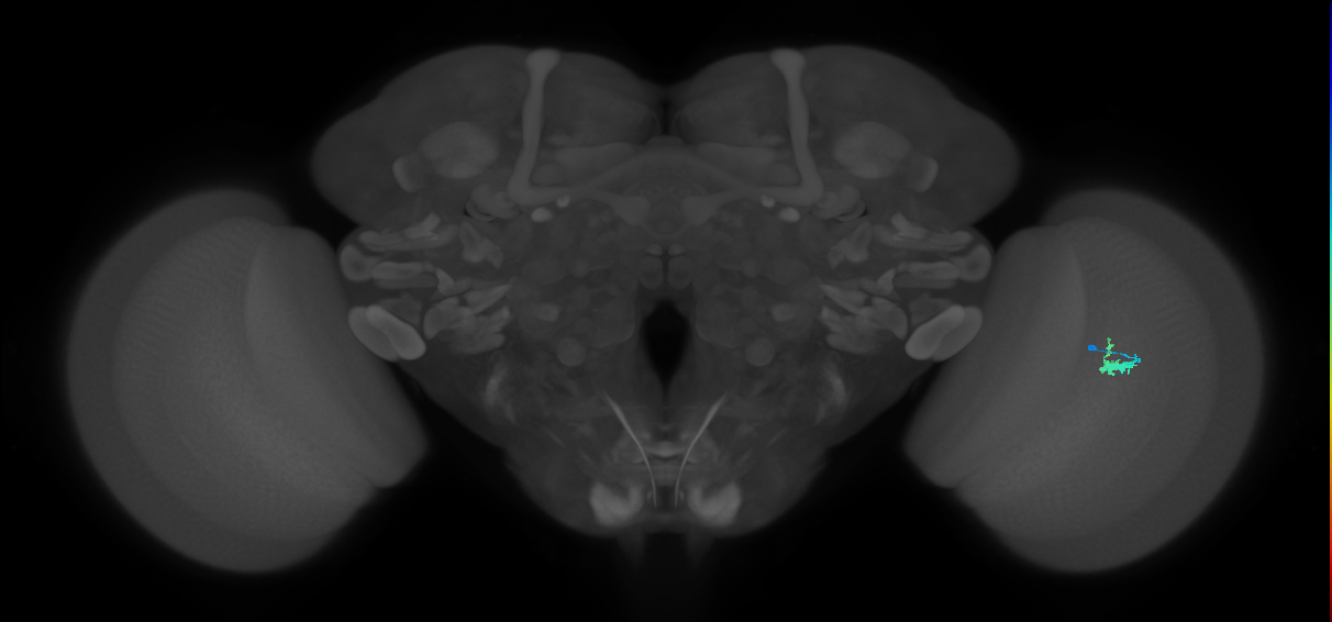Dm2_R (JRC_OpticLobe:82671)