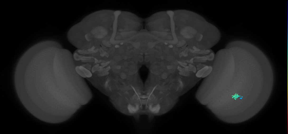 Dm2_R (JRC_OpticLobe:143955)