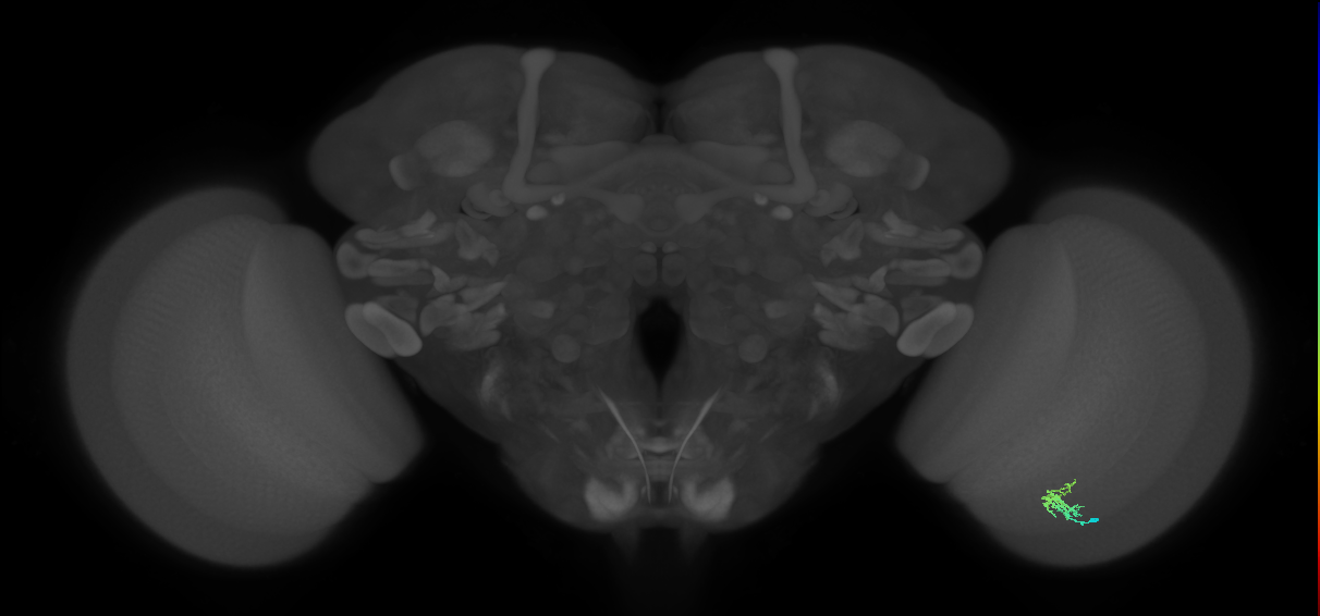 Dm2_R (JRC_OpticLobe:137046)
