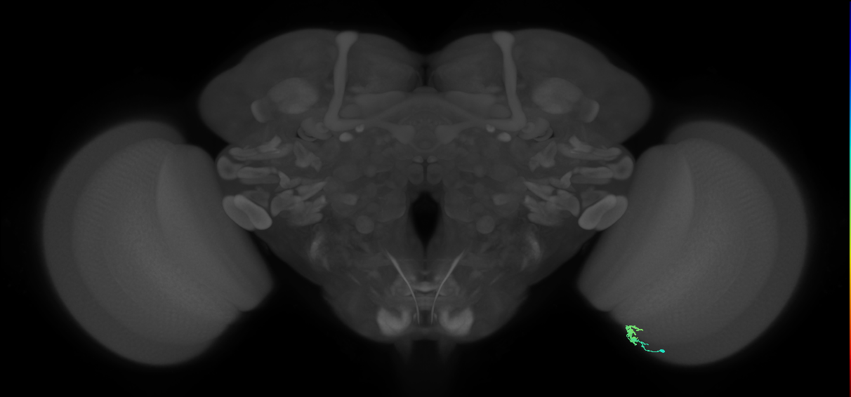 Dm2_R (JRC_OpticLobe:170779)
