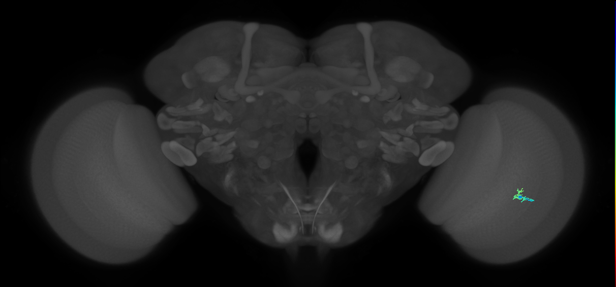 Dm2_R (JRC_OpticLobe:138897)