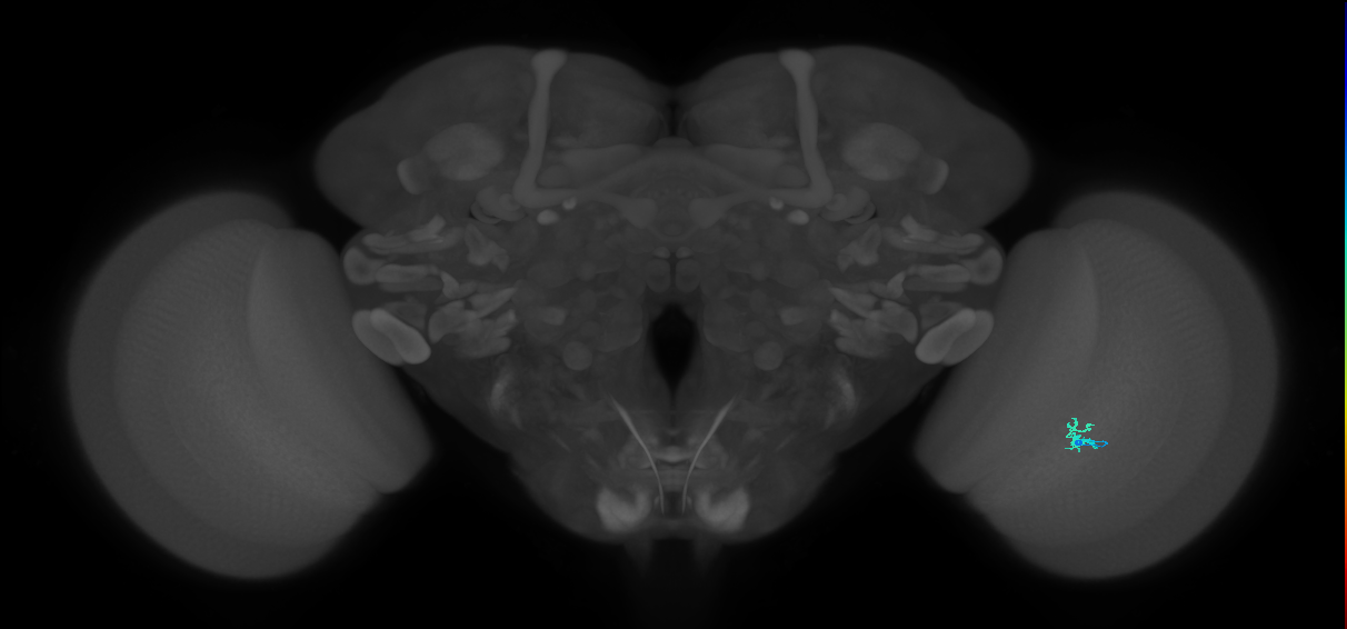 Dm2_R (JRC_OpticLobe:159100)