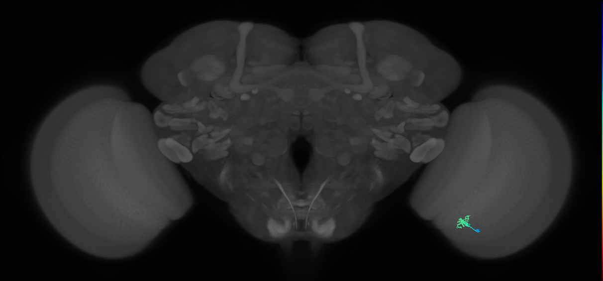 Dm2_R (JRC_OpticLobe:149679)
