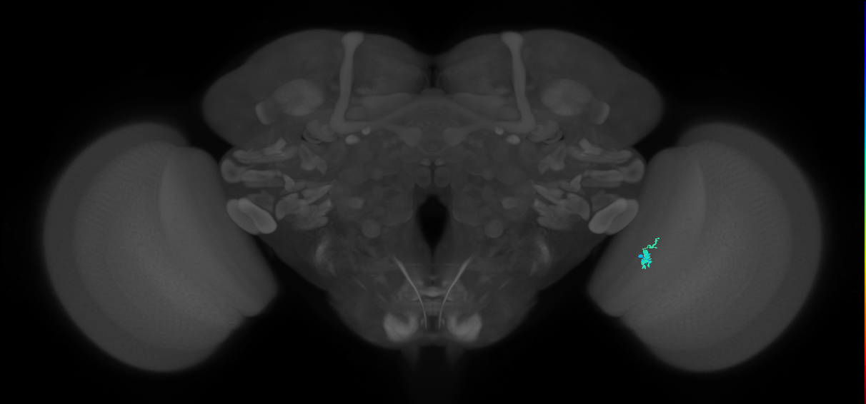 Dm2_R (JRC_OpticLobe:169028)