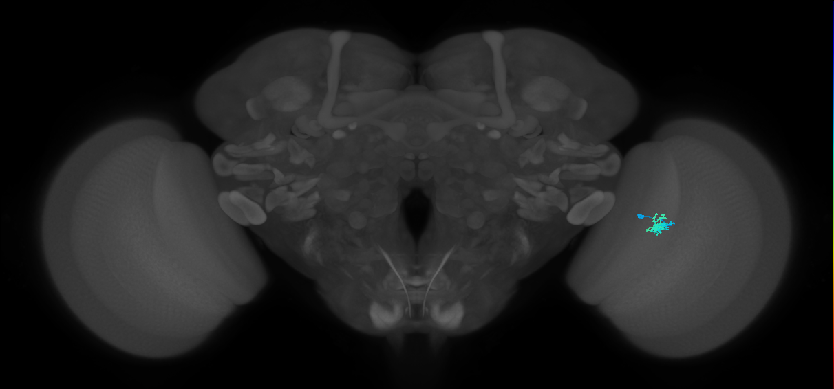 Dm2_R (JRC_OpticLobe:130715)