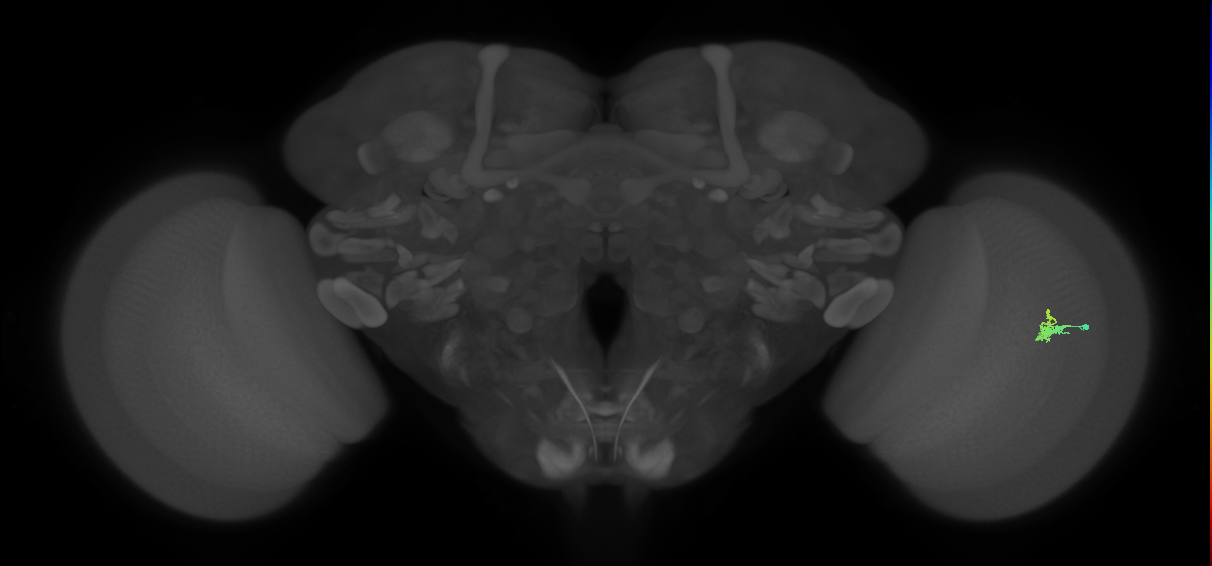 Dm2_R (JRC_OpticLobe:130183)