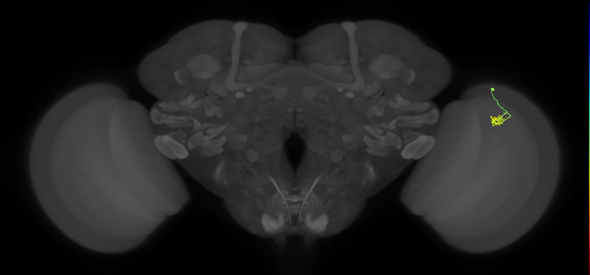 Dm2_R (JRC_OpticLobe:130052)