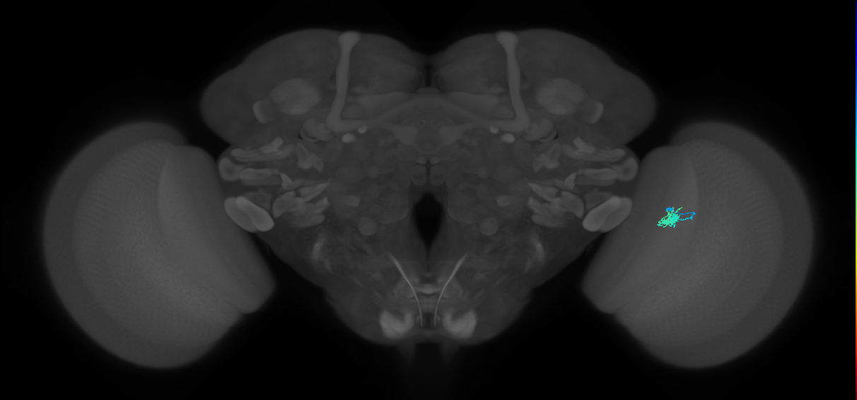 Dm2_R (JRC_OpticLobe:126985)