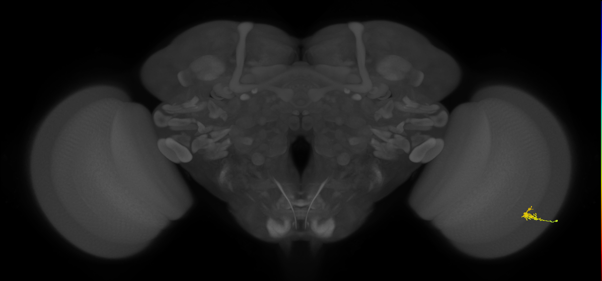 Dm2_R (JRC_OpticLobe:138954)