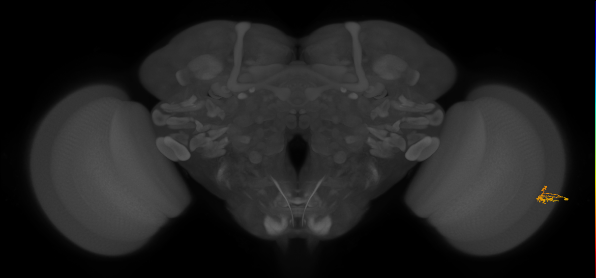 Dm2_R (JRC_OpticLobe:167272)
