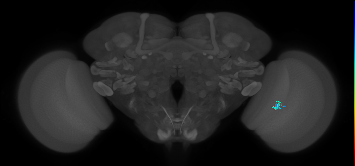 Dm2_R (JRC_OpticLobe:151709)