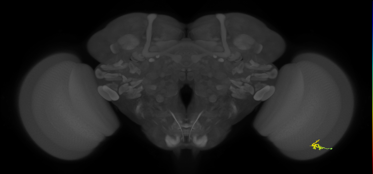 Dm2_R (JRC_OpticLobe:135270)