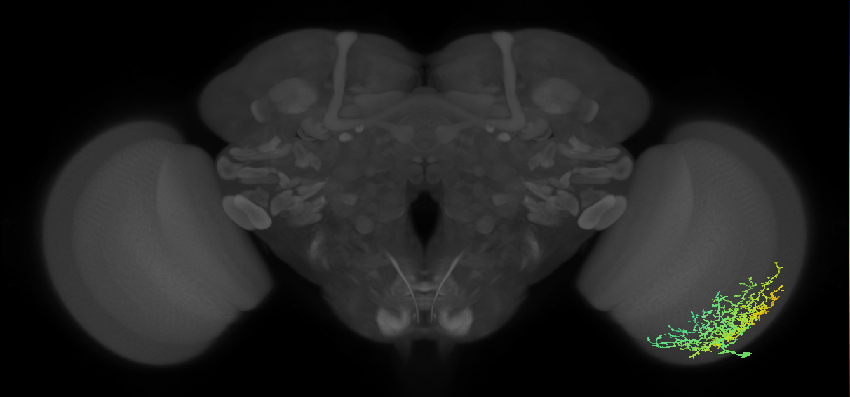 Dm20_R (JRC_OpticLobe:21202)