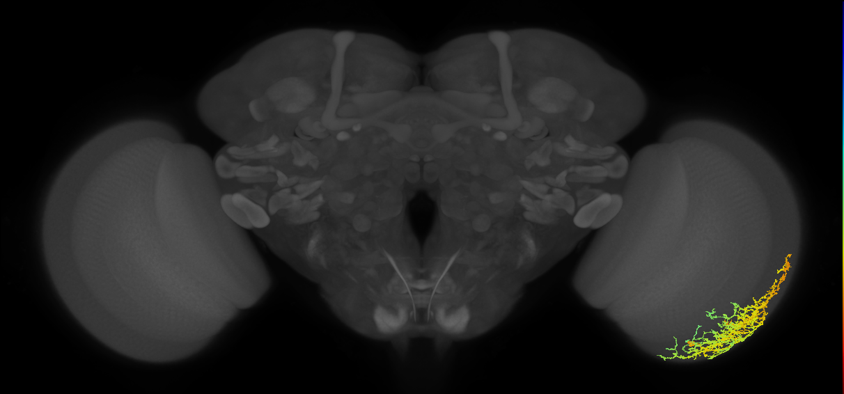 Dm20_R (JRC_OpticLobe:23767)