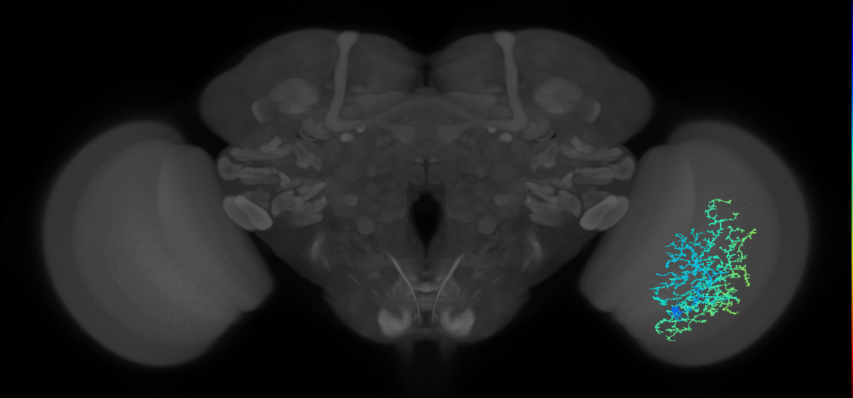 Dm20_R (JRC_OpticLobe:19528)