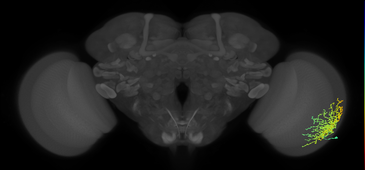Dm20_R (JRC_OpticLobe:21265)