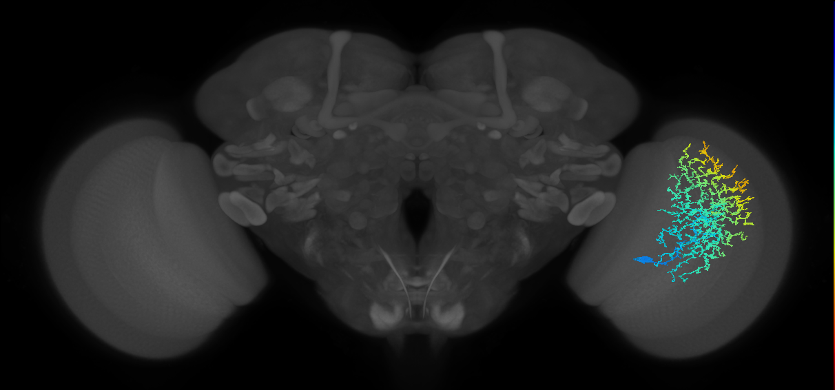 Dm20_R (JRC_OpticLobe:18858)