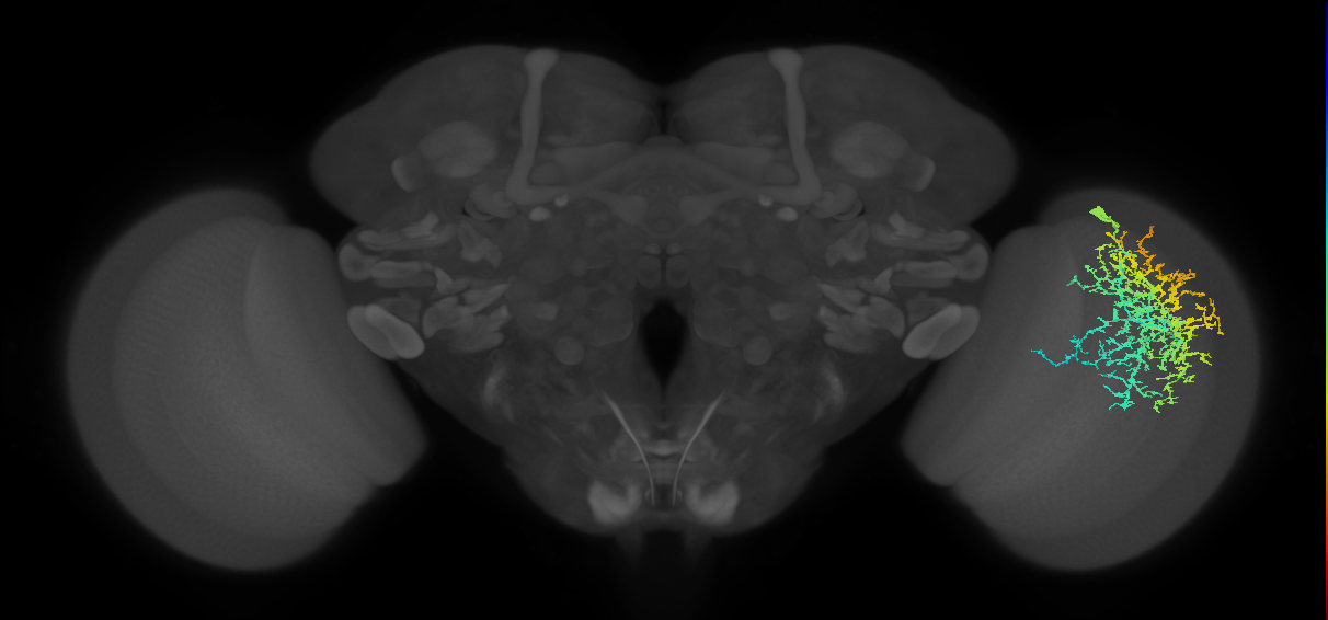 Dm20_R (JRC_OpticLobe:19123)