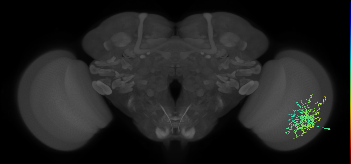 Dm20_R (JRC_OpticLobe:30713)