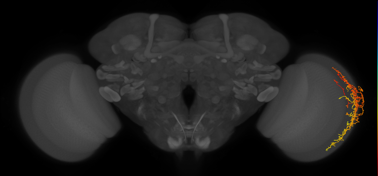 Dm20_R (JRC_OpticLobe:33246)