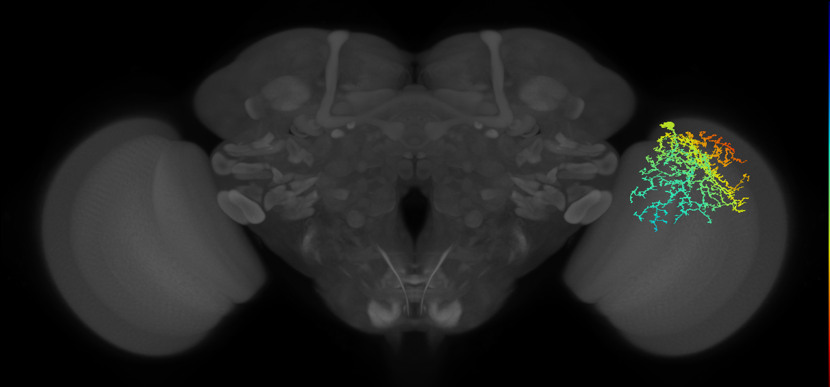 Dm20_R (JRC_OpticLobe:20114)