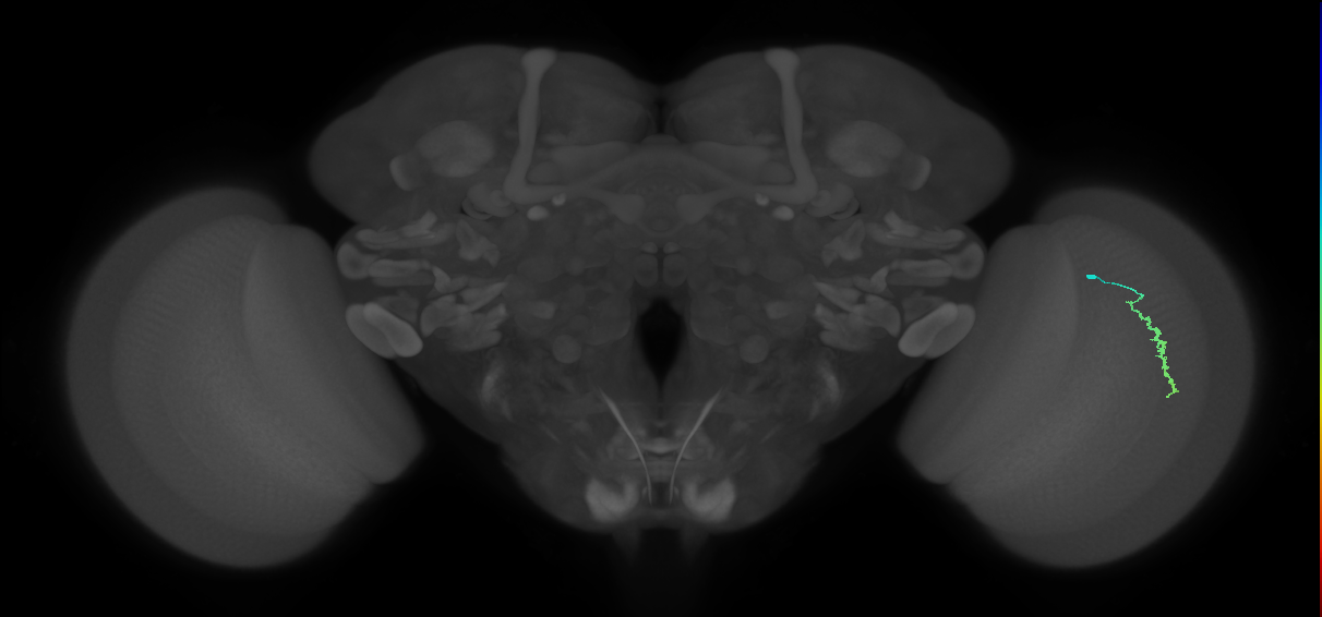 Dm3a_R (JRC_OpticLobe:139580)