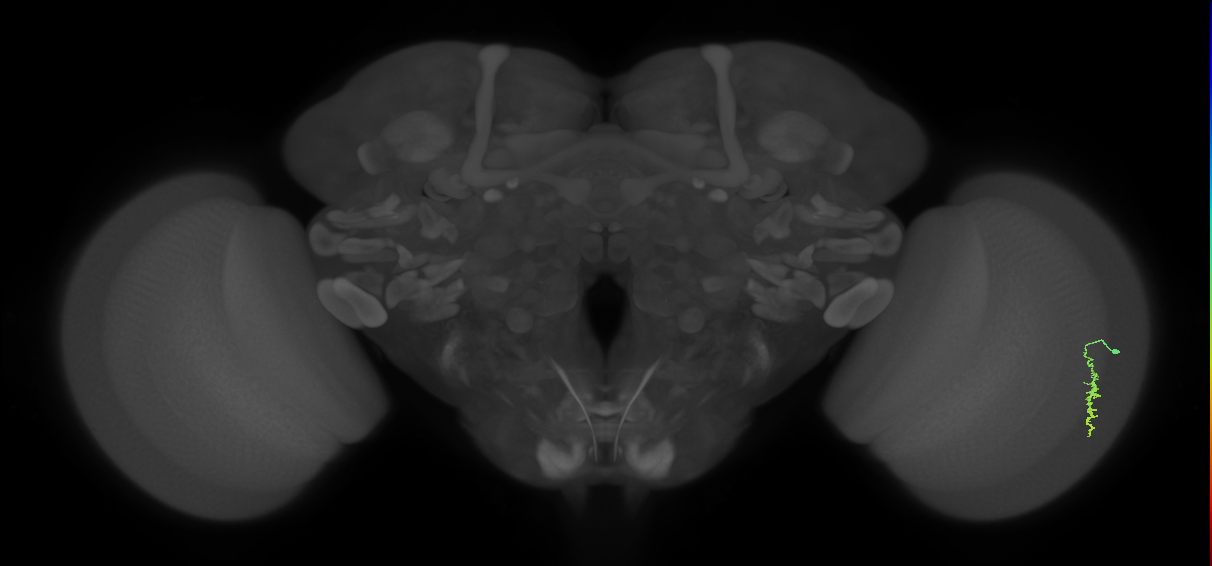 Dm3a_R (JRC_OpticLobe:160983)