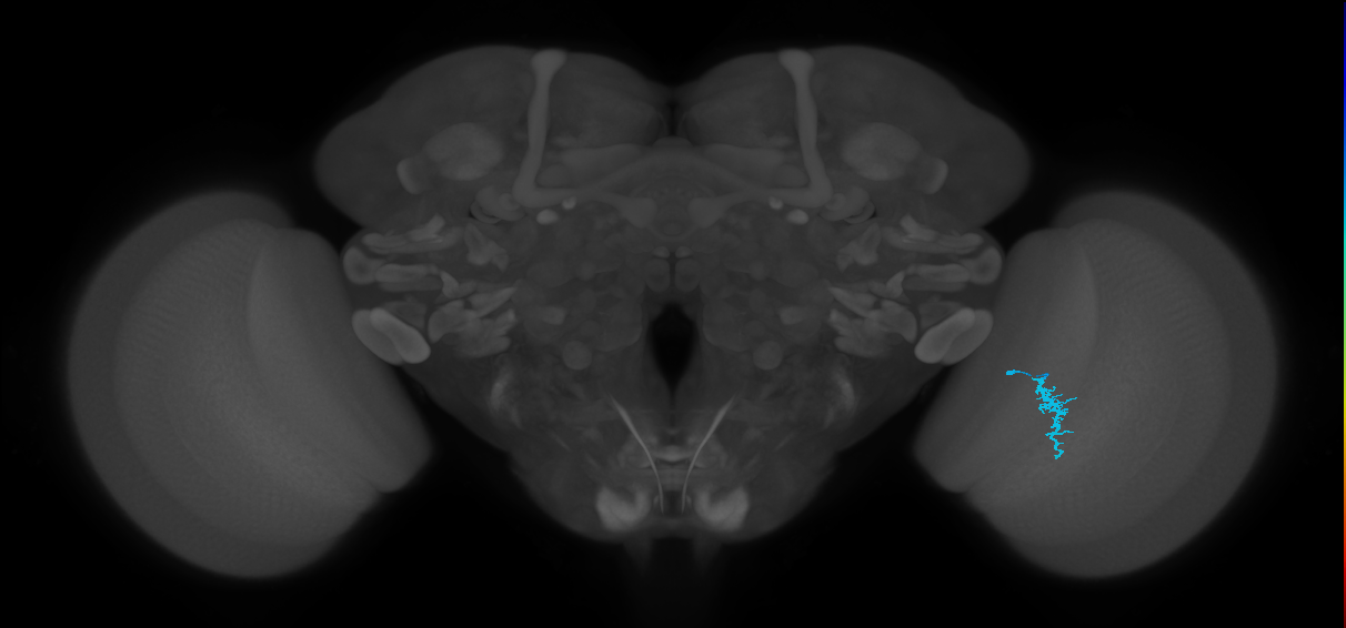 Dm3a_R (JRC_OpticLobe:148791)
