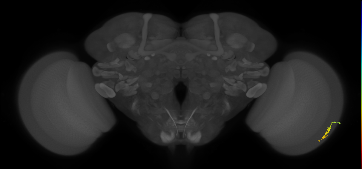 Dm3a_R (JRC_OpticLobe:117281)