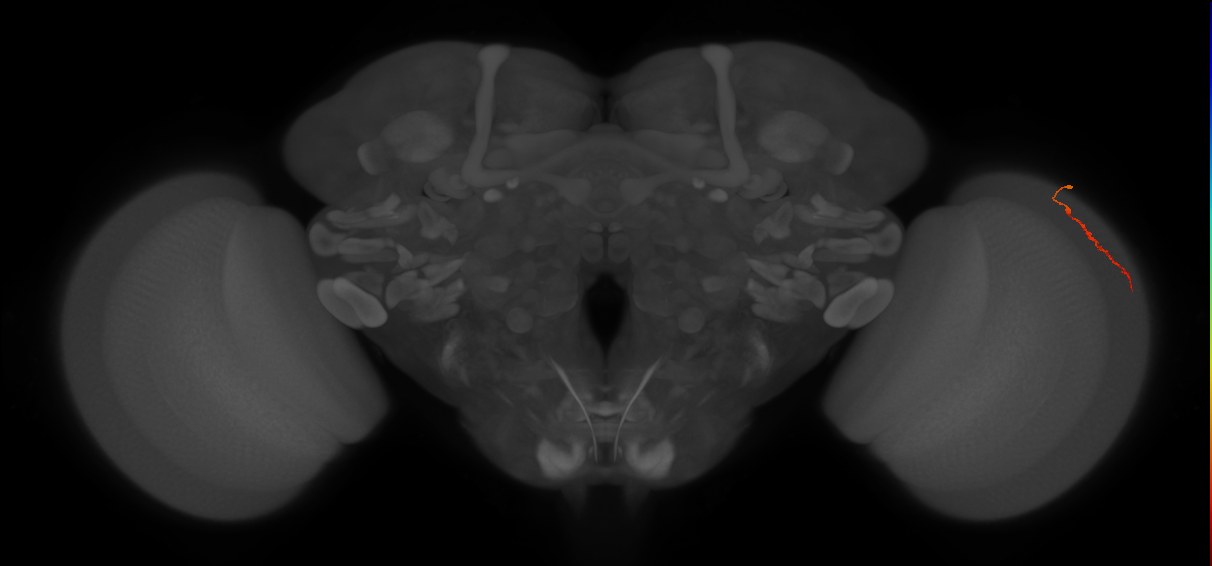 Dm3a_R (JRC_OpticLobe:148644)