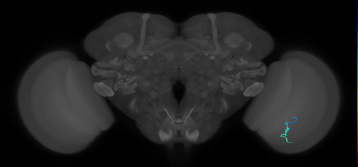 Dm3a_R (JRC_OpticLobe:138155)