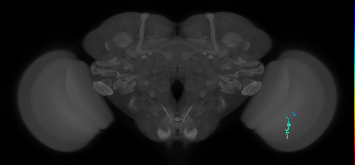 Dm3a_R (JRC_OpticLobe:140563)