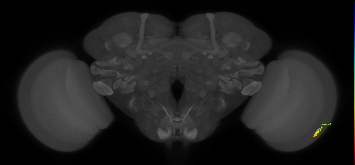 Dm3a_R (JRC_OpticLobe:135229)