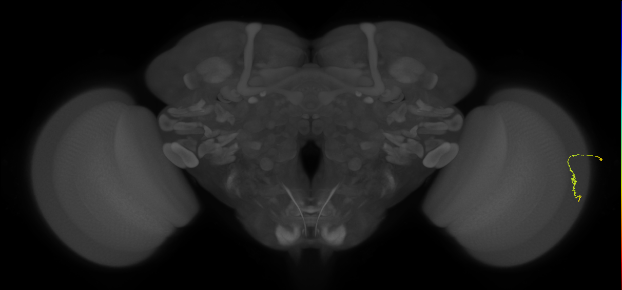 Dm3a_R (JRC_OpticLobe:177389)